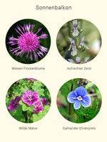 Lade das Bild in den Galerie-Viewer, Balkonbiene